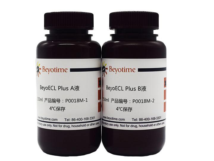 BeyoECL Plus (超敏ECL化学发光试剂盒)